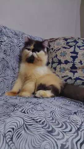 Kucing jantan peaknose