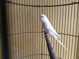 Jual burung parkit albino Mata merah seri ys Gacor