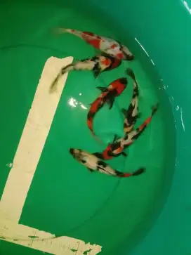 Ikan koi jenis SHOWA 17cm grade A