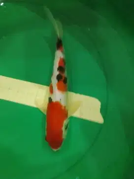 Ikan koi jenis Sanke 33cm