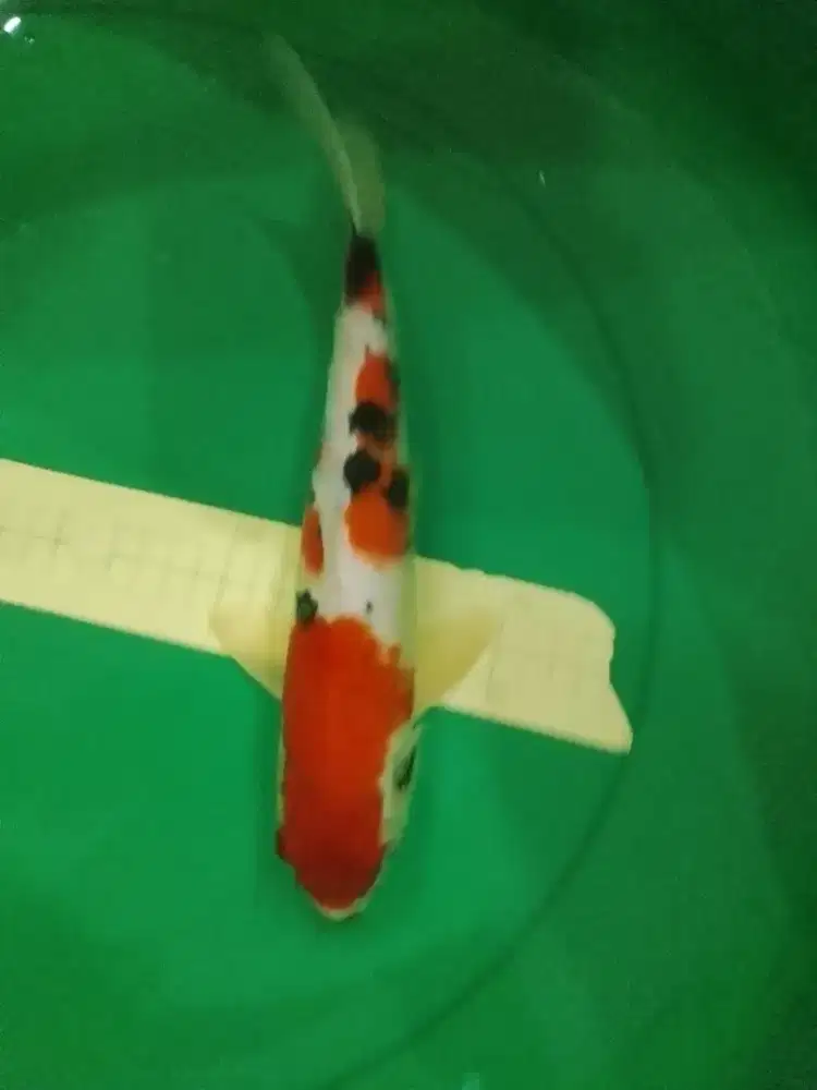 Ikan koi jenis Sanke 33cm pola warna strong
