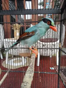 Jovin sudah Rajin Bunyi