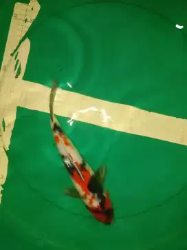 Ikan koi jenis SHOWA pola Y 32cm