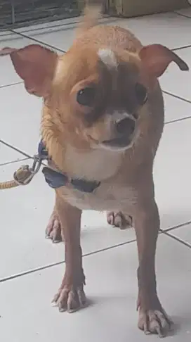 Anjing Chihuahua mini