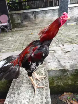Ayam Bangkok muda murah