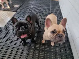 3 French Bulldog Betina Perawan siap kawin, Surat lengkap