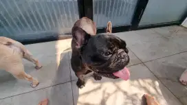 3 French Bulldog Betina Perawan siap kawin, Surat lengkap