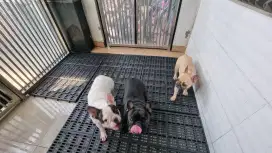 3 French Bulldog Betina Perawan siap kawin, Surat lengkap