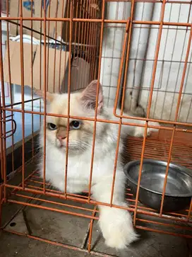 Kucing Jantan himalaya