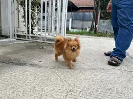 Jual Mini Pom Jantan Usia 9 Bulan , STB .. Good Quality