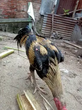 Jual ayam jantan jalak