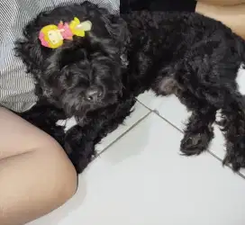 Anjing poodle hitam