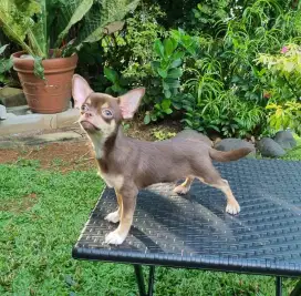 Chihuahua short hair
