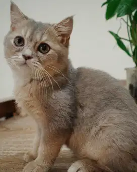 Bsh blue golden jantan