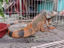 Iguana red jinak