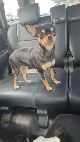 Chihuahua betina