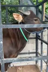 sapi bali 250-260kilo siap sapi kurban ekonomisan hemat murah meriah