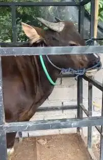 sapi bali 250-260kilo 2 tahunan siap kurban 2025 ekonomisan minimalis