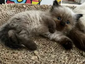 Kucing kitten himalaya