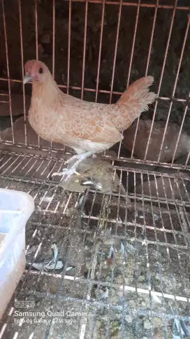 Ayam batik buff x italy