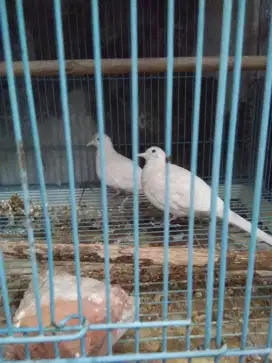 Jodohan perkutut putih lurik dewasa