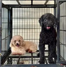 Toy Poodle Indukan Non stambum