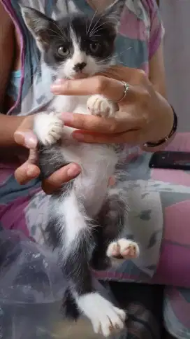 Betina umur 2 bln