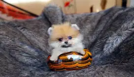 Teacup super mini pom jantan cakep