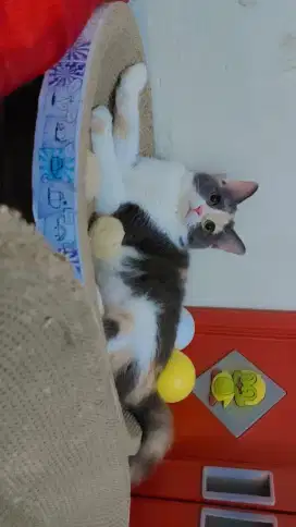 Kucing Persia Norwegian
