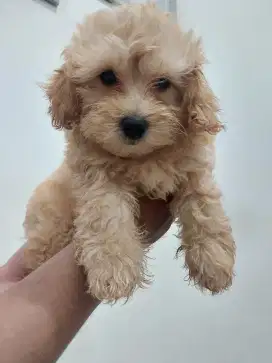 Poodle jantan toy cebol stb vaksin