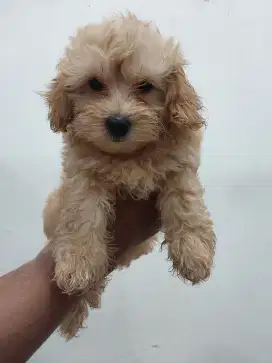 Poodle 3bulan jantan stb vaksin cebol