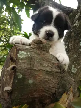 Anakan anjing warna panda lucu golden mixbreed border collie