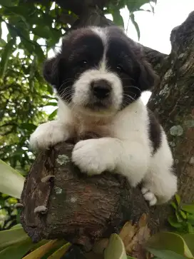 Anakan anjing jumbo warna panda golden mixbreed border collie