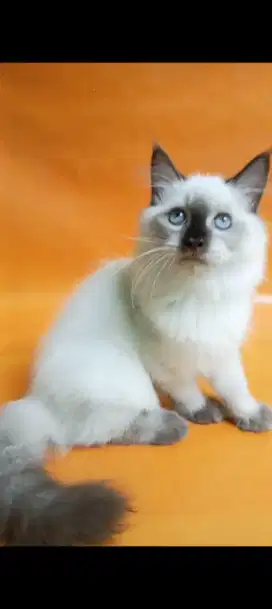 kucing himalaya