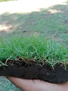 Jual rumput lapangan sepak bola grobogan terbaik
