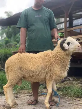 Kambing qurban gemuk sehat