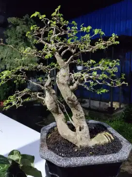 Bonsai serut twin medium