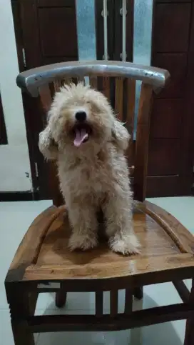 Poodle betina 1 thn stmb