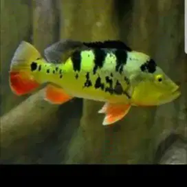 Ikan P bas Mono