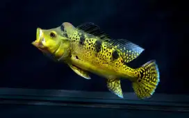 Ikan P bas Kalberi
