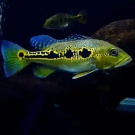Ikan P bas Orinoko