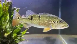 Ikan P bas Pinima