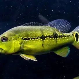 Ikan P bas cingu