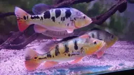 Ikan P bas Brocopondo
