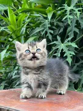 Kucing kitten BSH BLACK GOLDEN