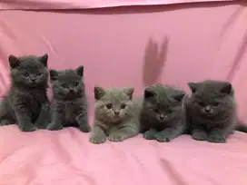 Kucing british shorthair anakan import bsh