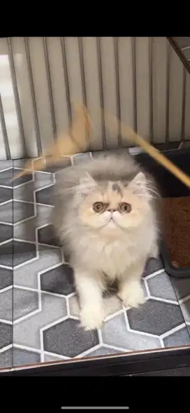 Kitten peaknose dilute calico