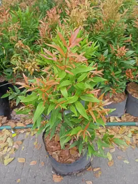 Jual Tanaman Pucuk Merah