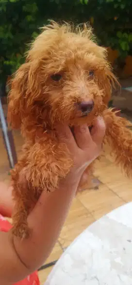 Puppy poodle usia 3bulan