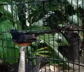 Burung murai ekor 20an Fulset